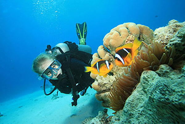 Duiker die langs koraal zwemt een heeft leren duiken in Nederland